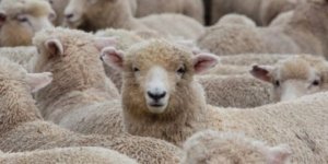 Viene dalla Svizzera la soluzione per i pastori sardi
