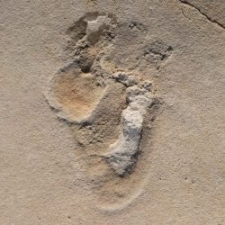 A Creta passò un uomo, 6 milioni di anni fa...