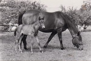 Tornare al cavallo